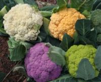 Colorful cauliflower<br>(click to enlarge)