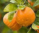 'Satsuma' mandarin