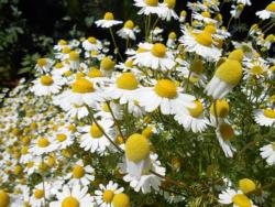 German chamomile.  Click to enlarge.