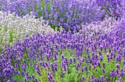 Lavender. Click to enlarge.