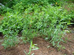 French tarragon.  Click to enlarge.
