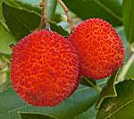 Fruit of Arbutus unedo ‘Compacta’