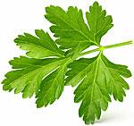 Italian Parsley