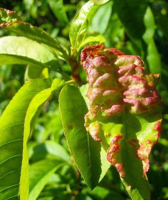 Peach leaf curl<br>(click to enlarge)