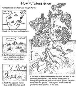 How Potatoes Grow (click to enlarge)