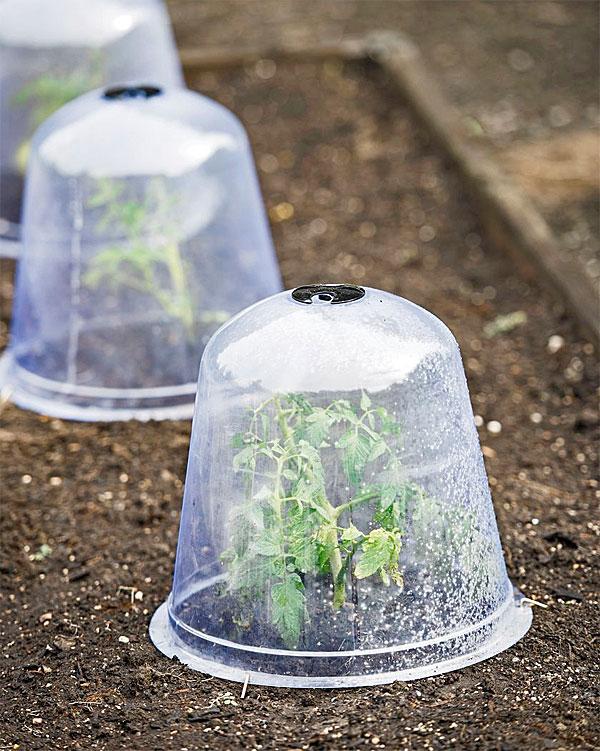 Cloches made of plastic or glass protect plants and last several seasons.