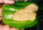 Sunscald on Green Pepper