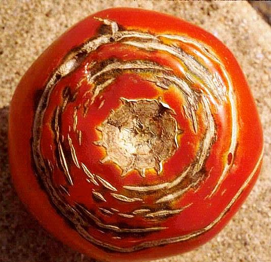 Concentric cracking on tomato