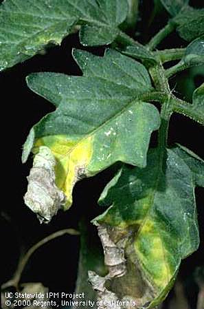 Verticillium wilt first appears as yellowing  between the major veins on mature leaves.