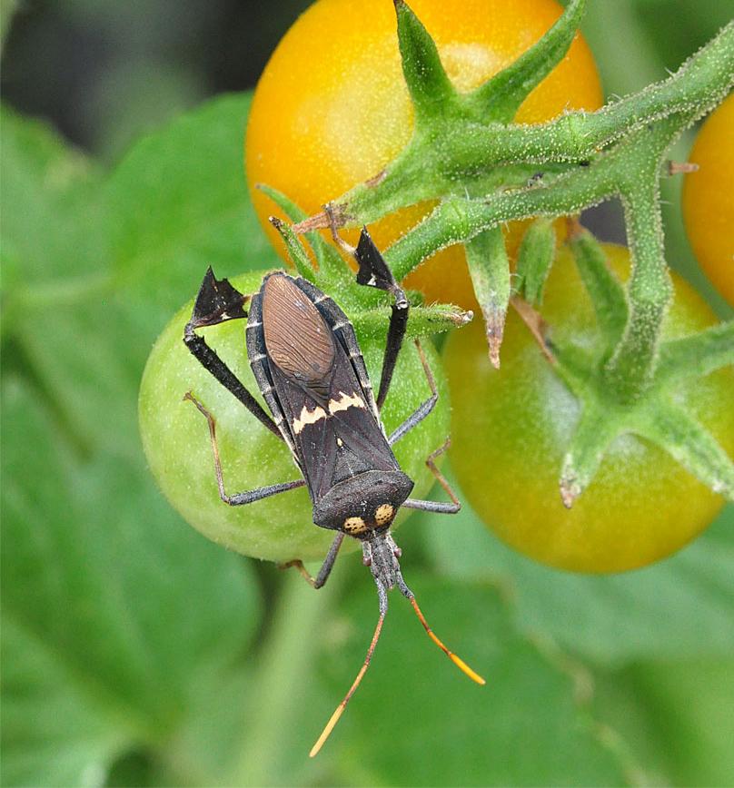 Leaffooted bug on 'Sungold' tomato.