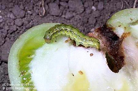 Tomato fruitworm larva.