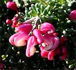 Grevillea lanigera 'Coastal Gem'