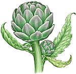 Artichoke