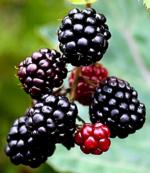Harvest cane berries