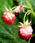 Protect raspberries from sunburn