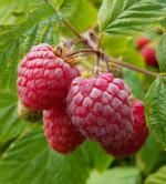 Fall-bearing raspberries