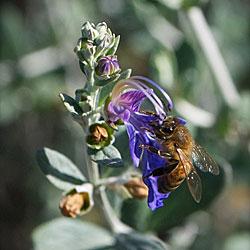 Teucrium fruticans