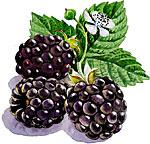 Blackberries