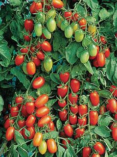 1999 Tomato 'Juliet'