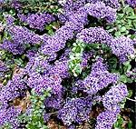 Ceanothus 'Valley Violet'