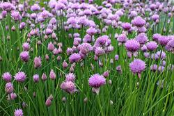 Onion Chives. Click to enlarge.