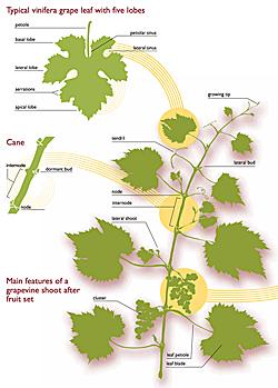 Leaf/Vine Anatomy (Click to enlarge)
