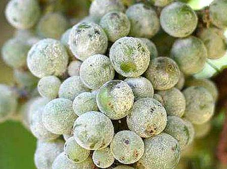 Powdery mildew on grapes (click to enlarge)