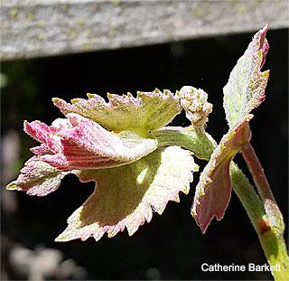Small inflorescence on Concord grape (click to enlarge)