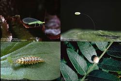 Green lacewing life stages (click to enlarge)