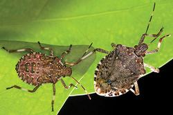 Brown marmorated stink bug (click to enlarge)