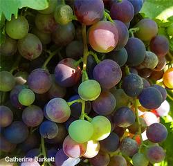 Suffolk Red grapes ripening (click to enlarge)