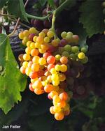 Flame grapes ripening (click to enlarge)