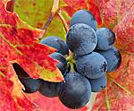 Fall grapes