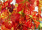 Fall grape leaves