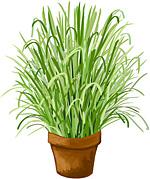 Lemon grass