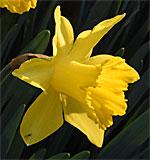 Narcissus Early Sensation