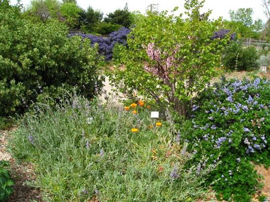 Native Plant Garden