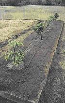 Citrus raised bed