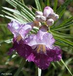 Chilopsis Desert Willow