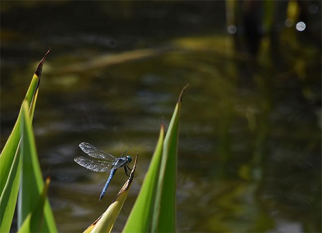 Blue Dasher dragonfly at the pond