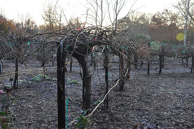 Dormant grape vines