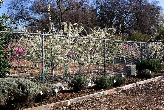 Grow fruit trees in small yards!