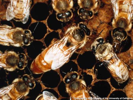 Africanized Honey Bee in a hive. Source: CISR, UC Riverside