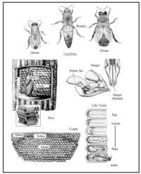 Honey Bee (Apis millifera) (courtesy Winston, Biology of the Honey Bee, 1987) (Retrieved from Arthropids of Public Health Significance in California,