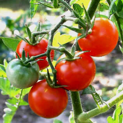Tomatoes-on-vine