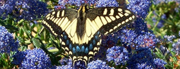 Butterfly on Ceanothus