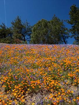 Wildflowers on Figueroa Mountain