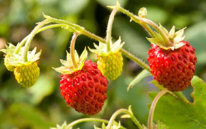 wild-strawberries-ftr