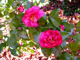 camellias