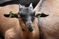 Cabras_Goat
